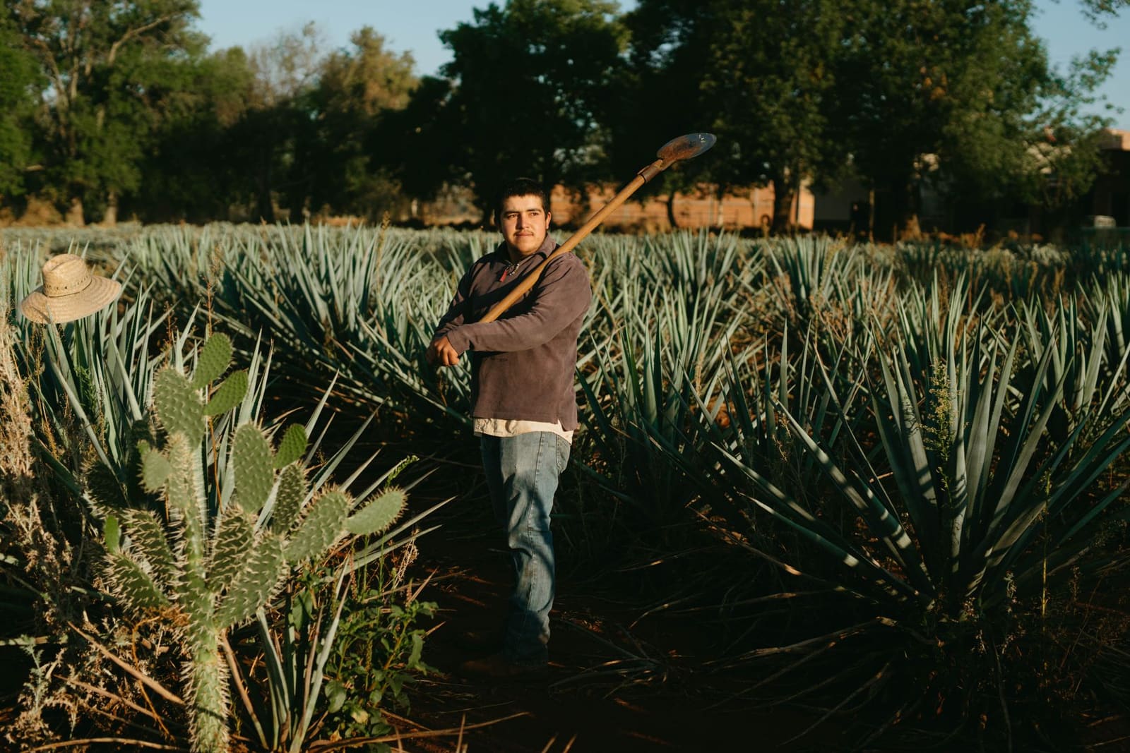 Agaveveld in Jalisco, Mexico, waar tequila van oorsprong vandaan komt