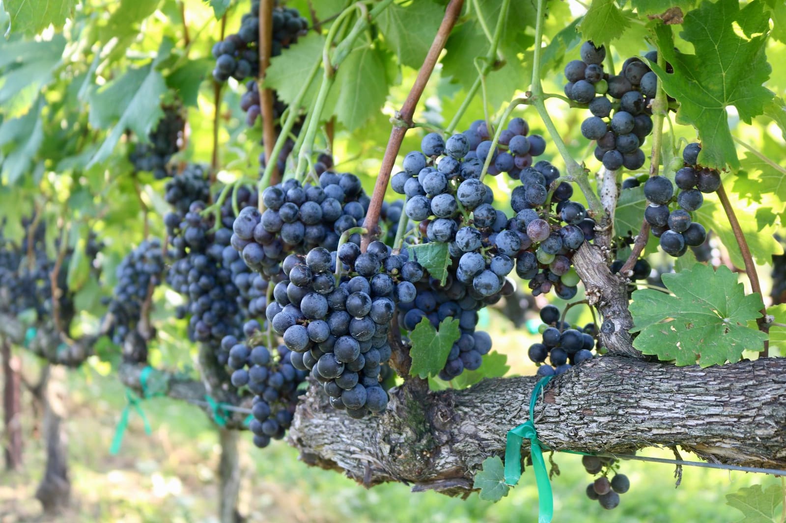 Rijpe Nebbiolo-druiven aan de stok, klaar voor de oogst in Piemonte