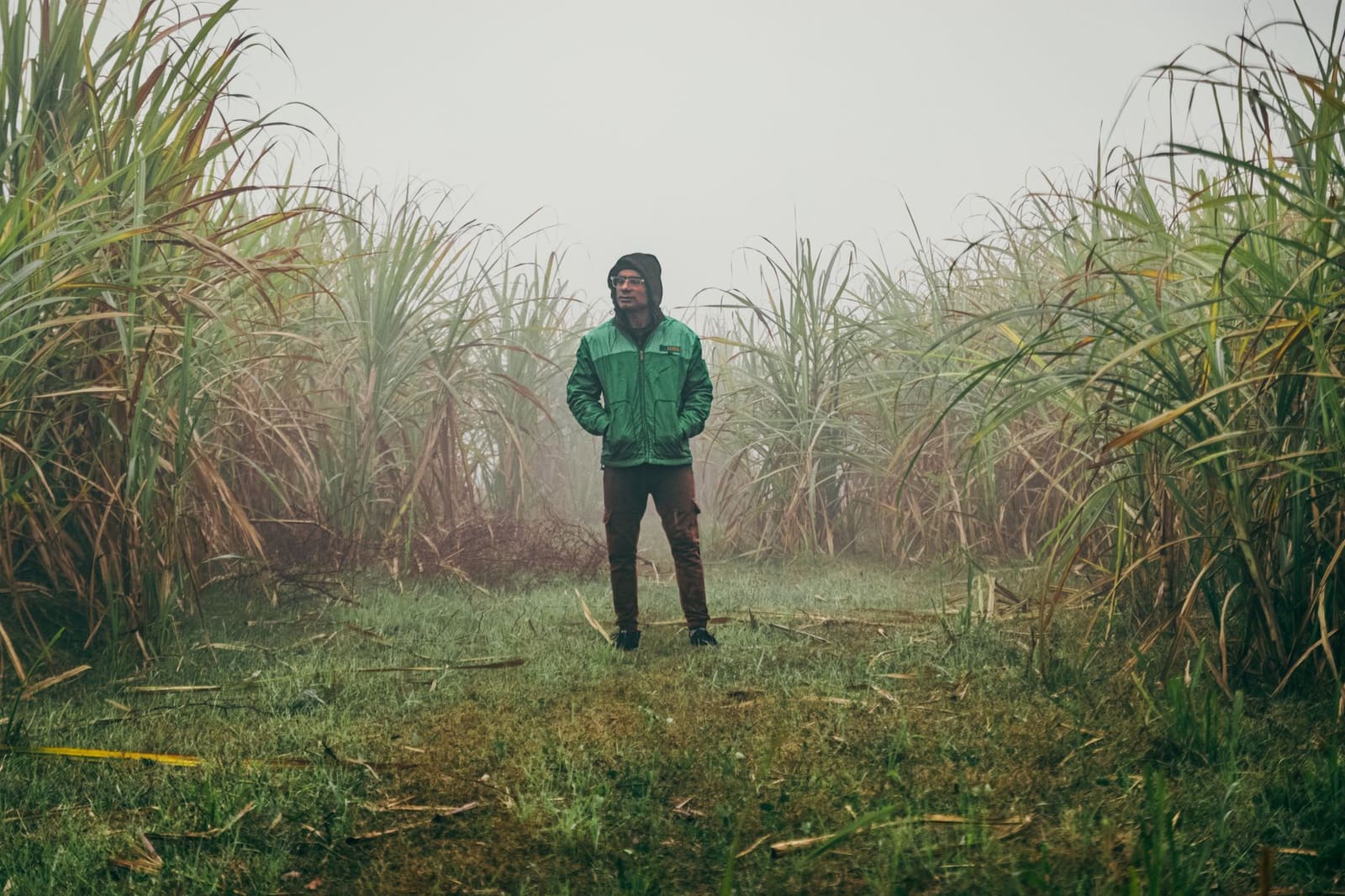 Suikerrietveld op een plantage in de Dominicaanse Republiek