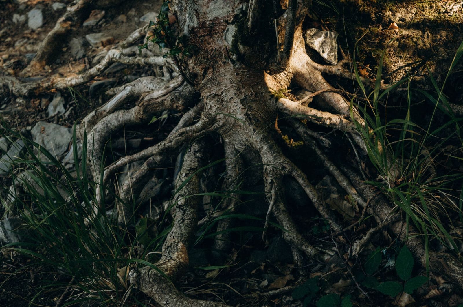 Close-up van sassafras wortels, het traditionele kruid achter root beer