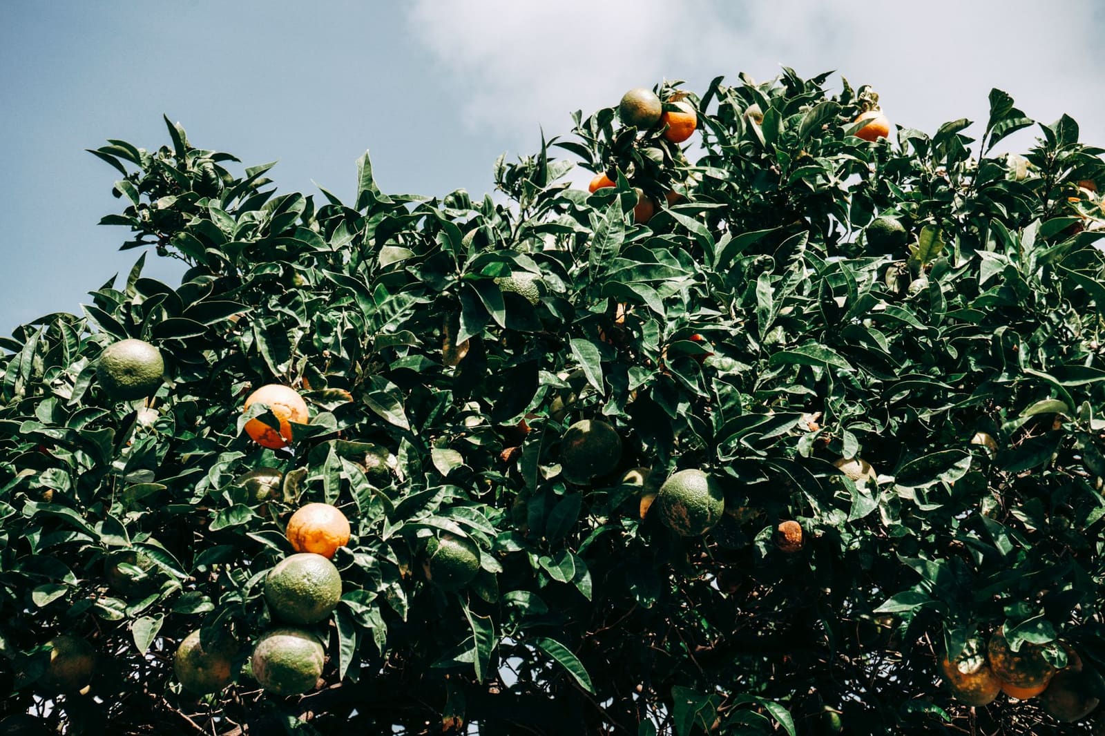 Rijpe sinaasappels en citroenen aan de boom in een Siciliaanse boomgaard