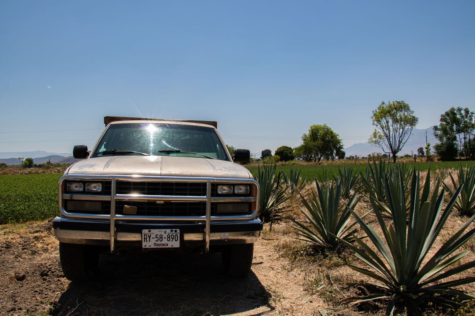 Uitgestrekt agaveveld in Mexico onder een heldere blauwe hemel