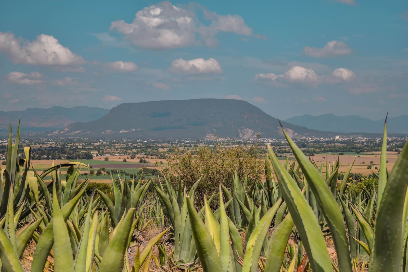 Rijen blauwe agaveplanten op een veld in Mexico voor tequilaproductie