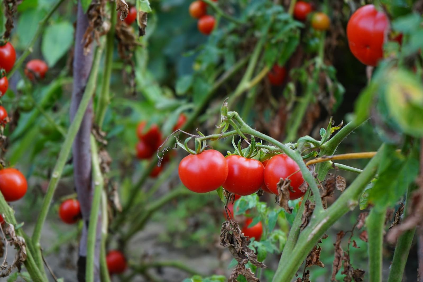 Rijpe tomaten aan de tros, klaar voor de oogst in het tomatenseizoen