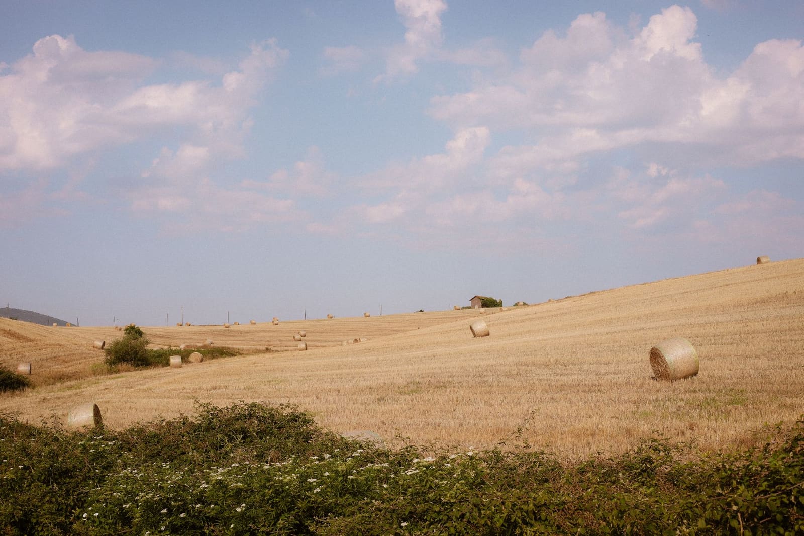 Goudgeel korenveld in Italië, herkomst van ambachtelijke tarwevodka