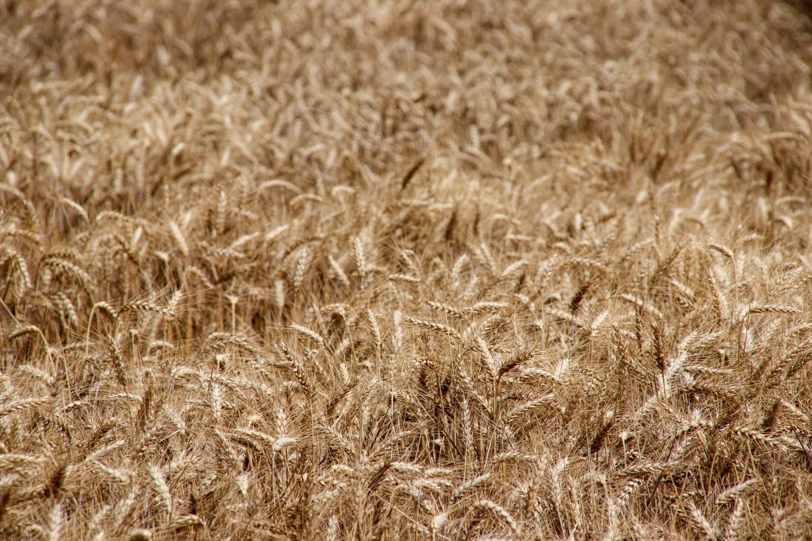 Gouden tarweveld onder een blauwe lucht