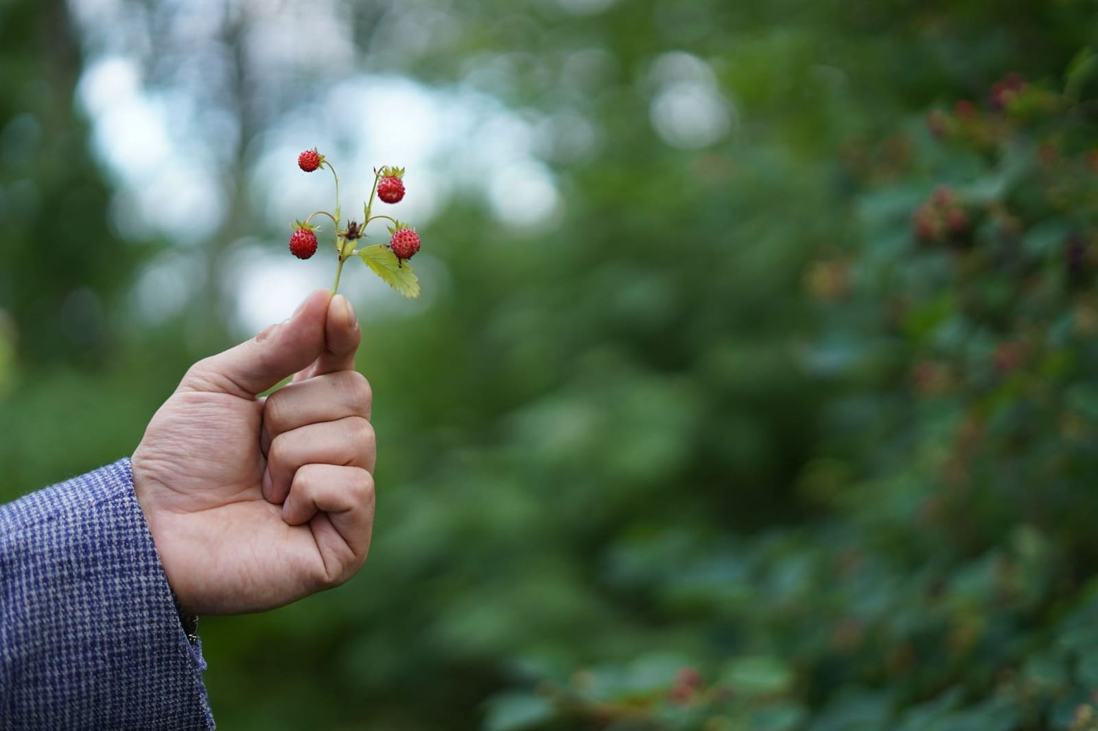 Wilde kruiden en planten verzameld voor gebruik in alcoholvrije drankbereiding