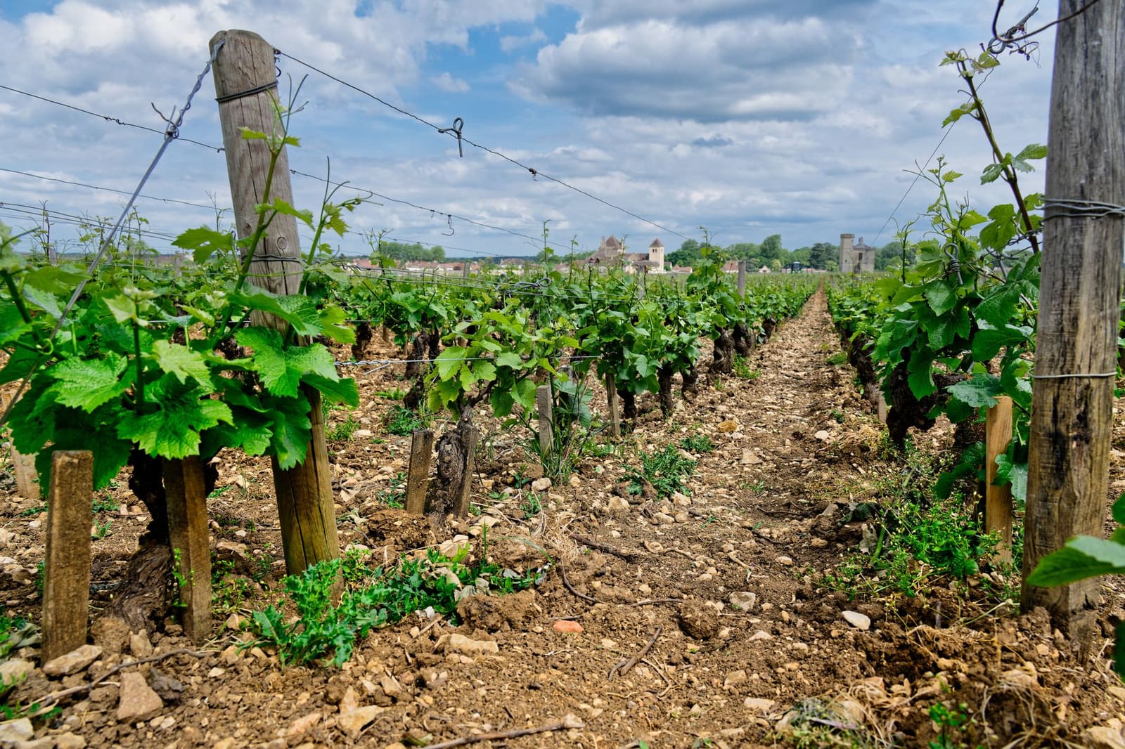 Wijngaarden in de Bourgogne