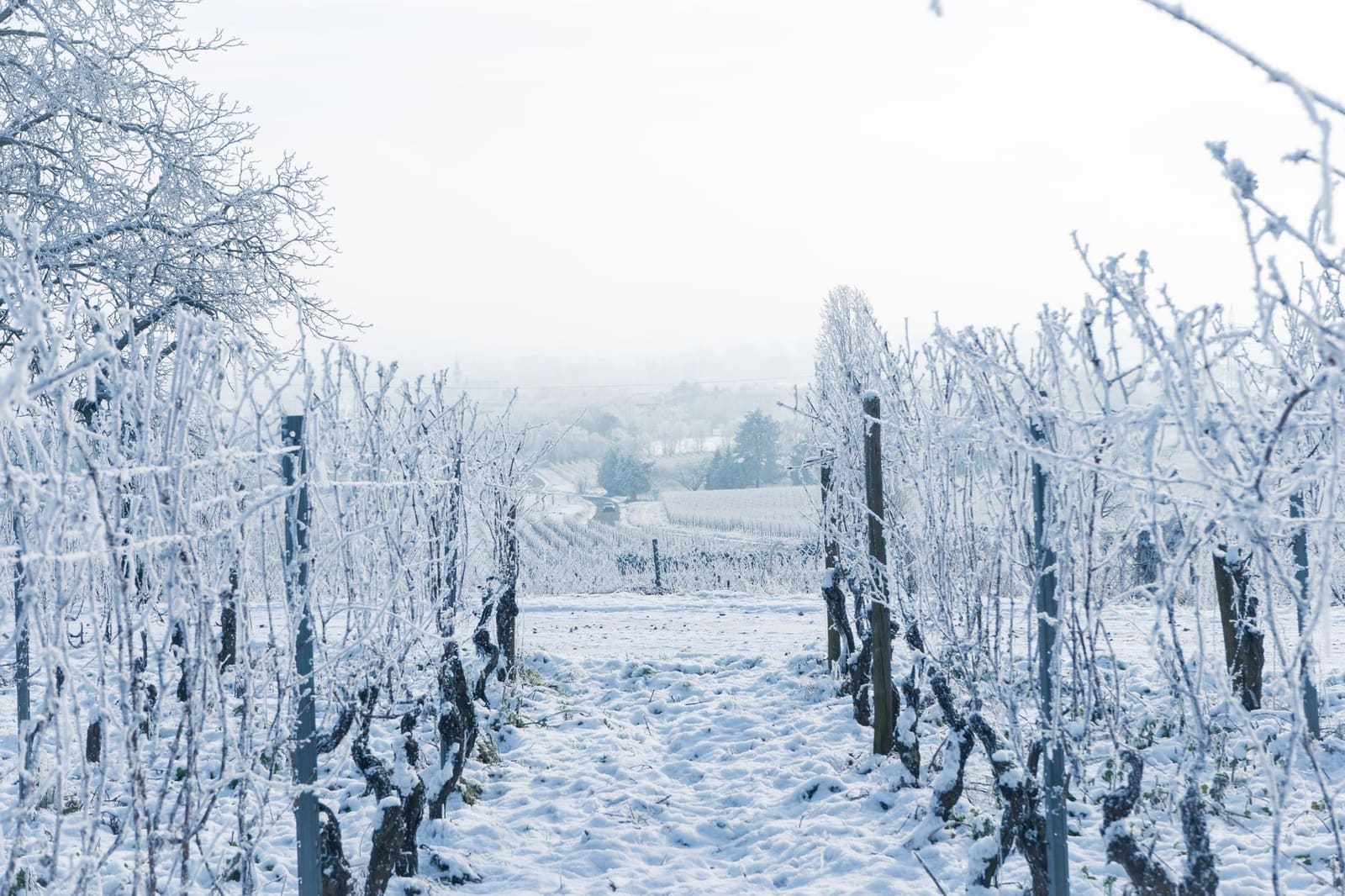 Bourgogne: waarom bourgogne zo duur werd