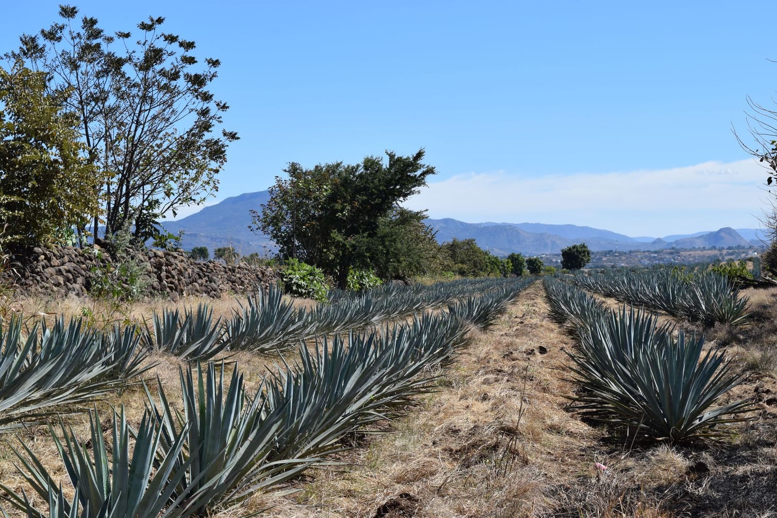 Uitgestrekt veld met agaveplanten onder de Mexicaanse zon