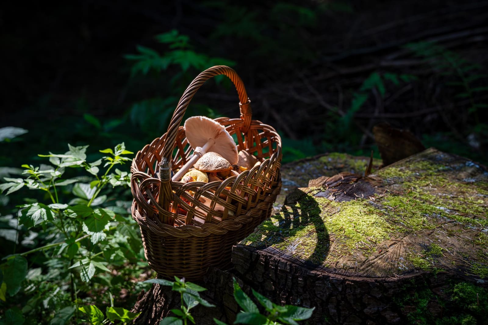Verse wilde paddenstoelen verzameld in een houten mand
