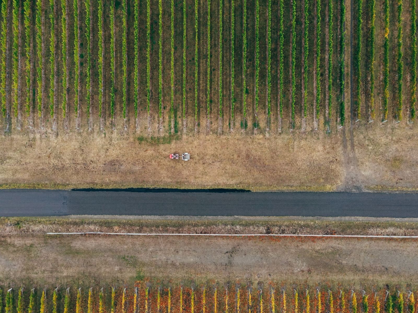 Rijen wijnstokken in een herfstige wijngaard naast een boerderij