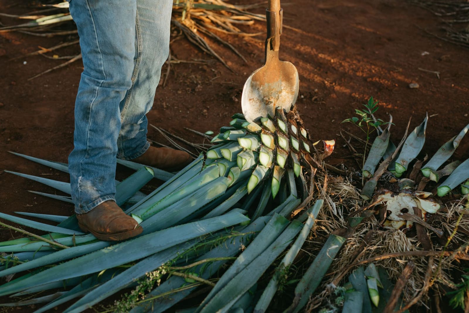 Rijen blauwe agaveplanten op een veld in Mexico onder felle zon