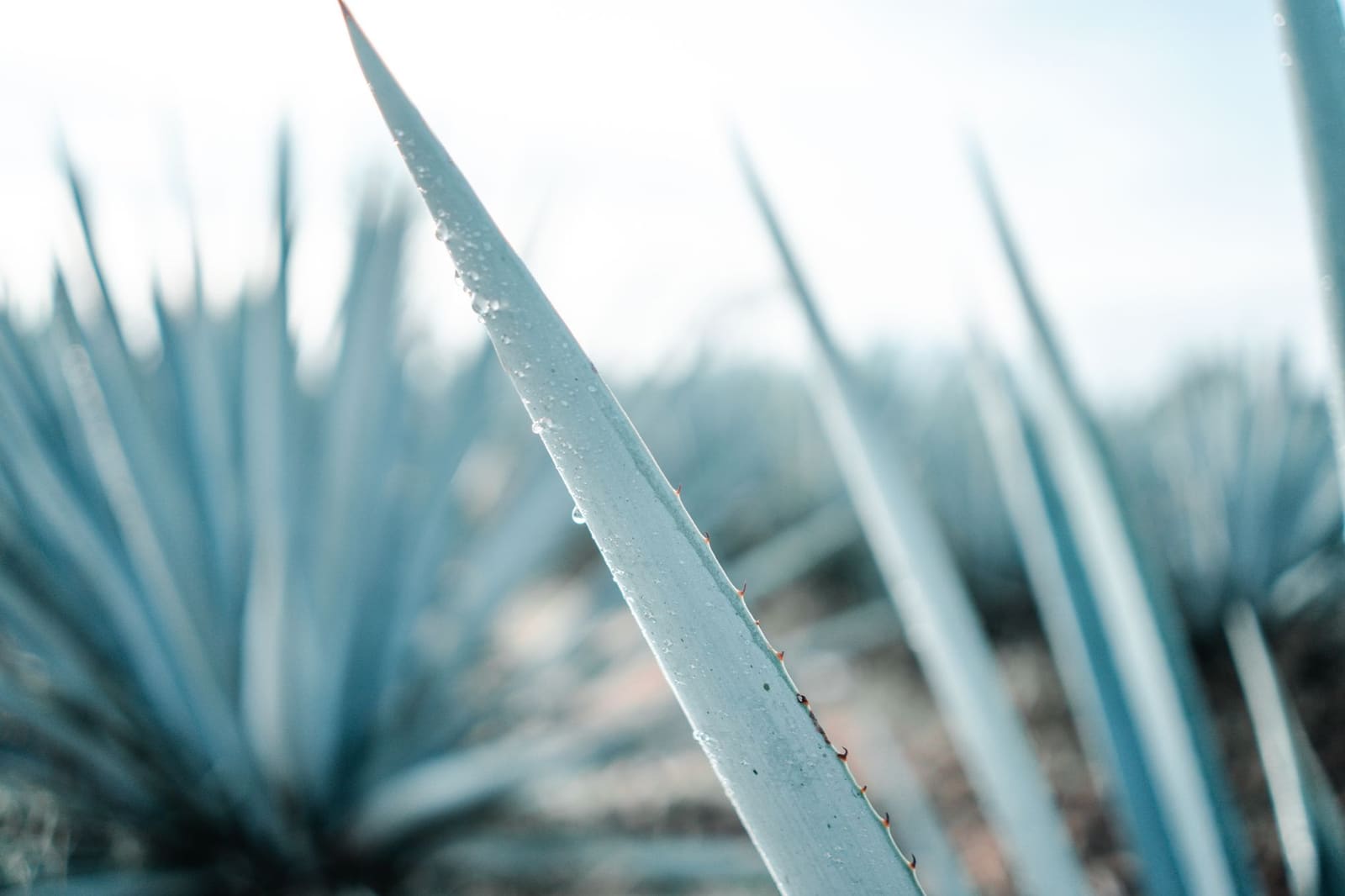 Flessen tequila naast verse agaveplanten op een houten ondergrond