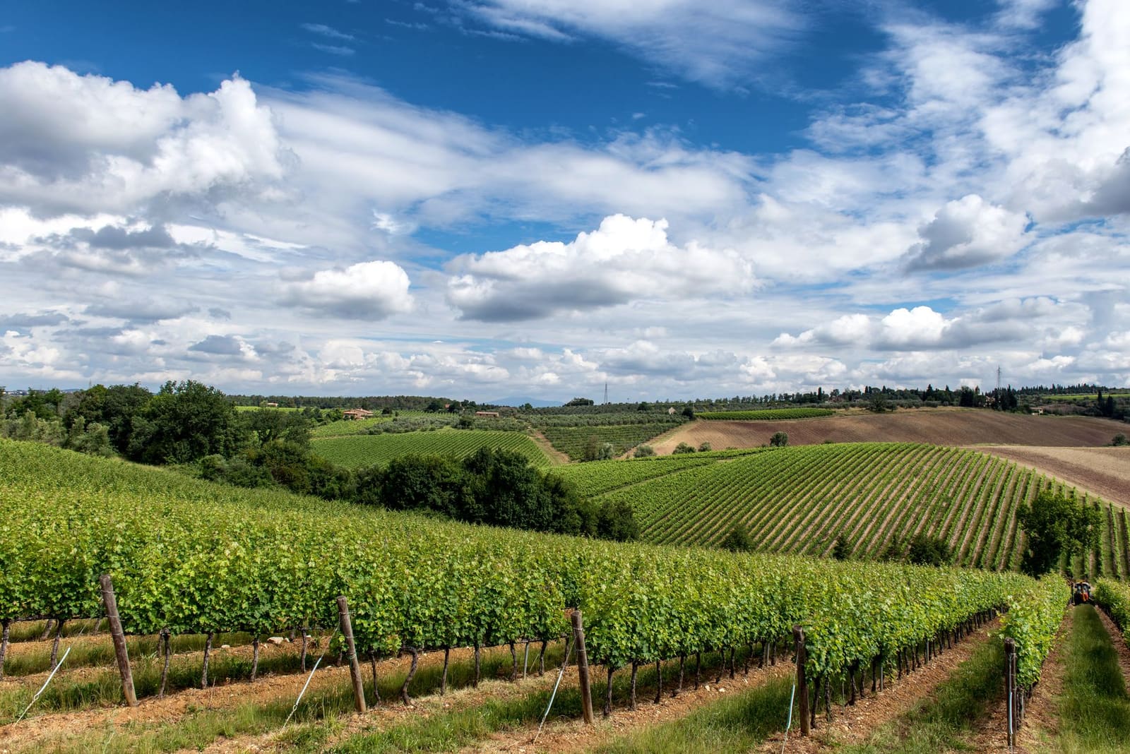 Wijngaardrijen in Italië, de herkomst van veel van de deelnemende producenten op de beurs.