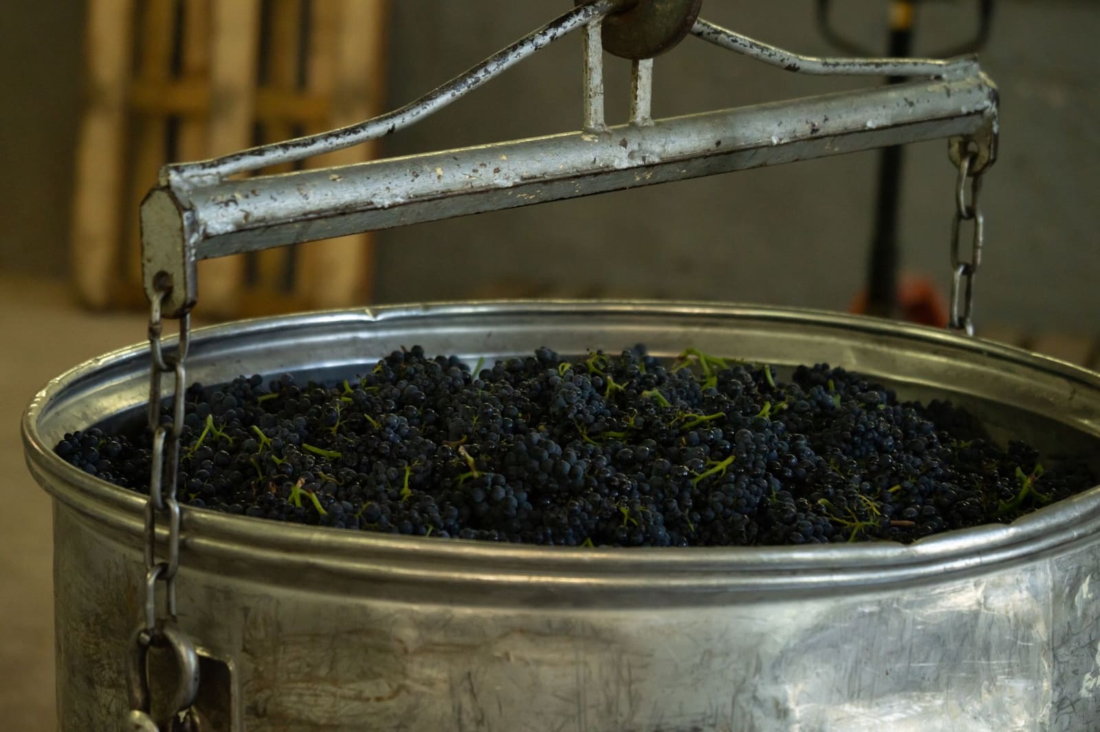 Wijnstokken in de Bourgogne tijdens de oogst, met rijpe druiven in kisten.