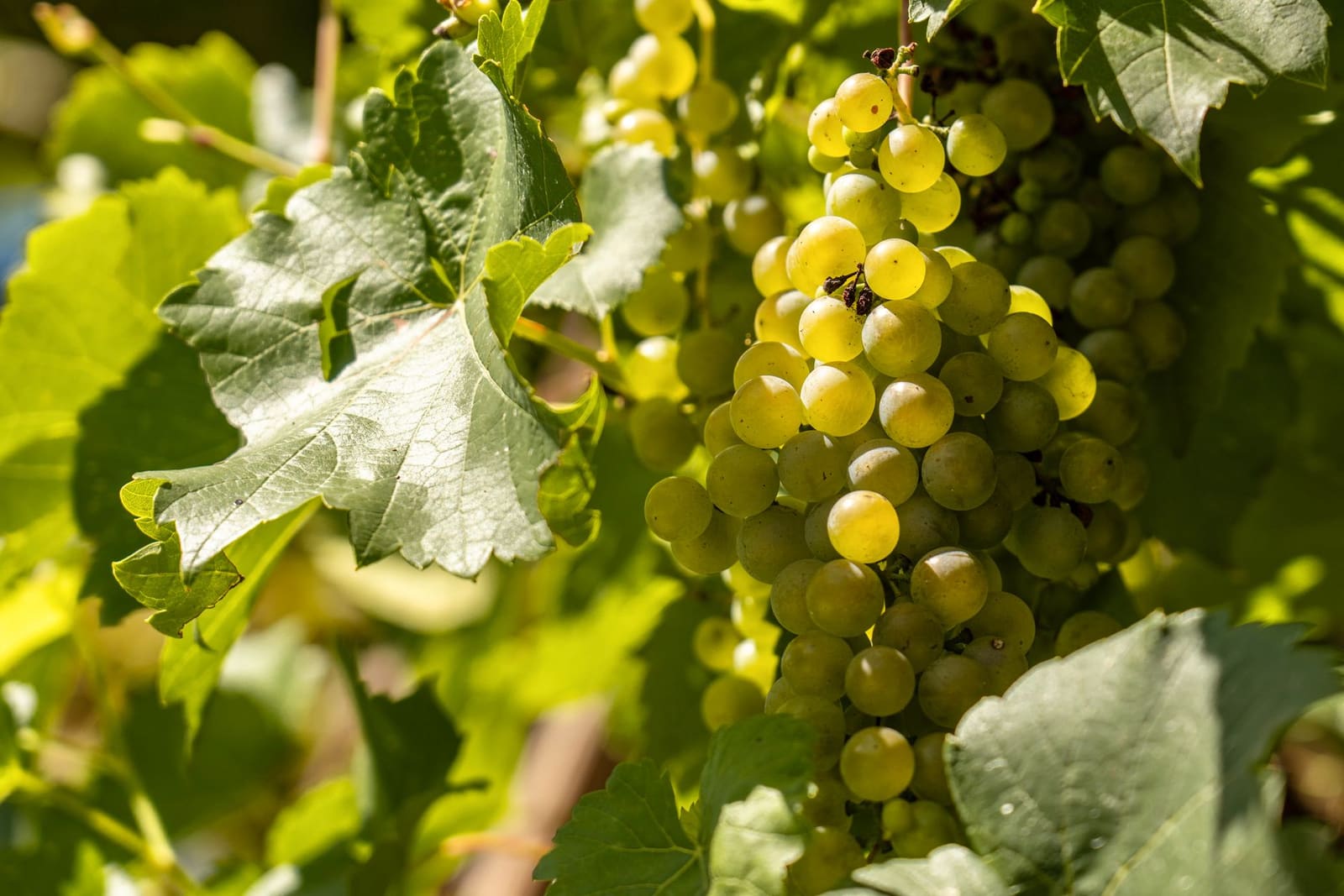 Rijpe chardonnaydruiven in het zonlicht tussen de wijnstokken van een Bourgondische wijngaard.