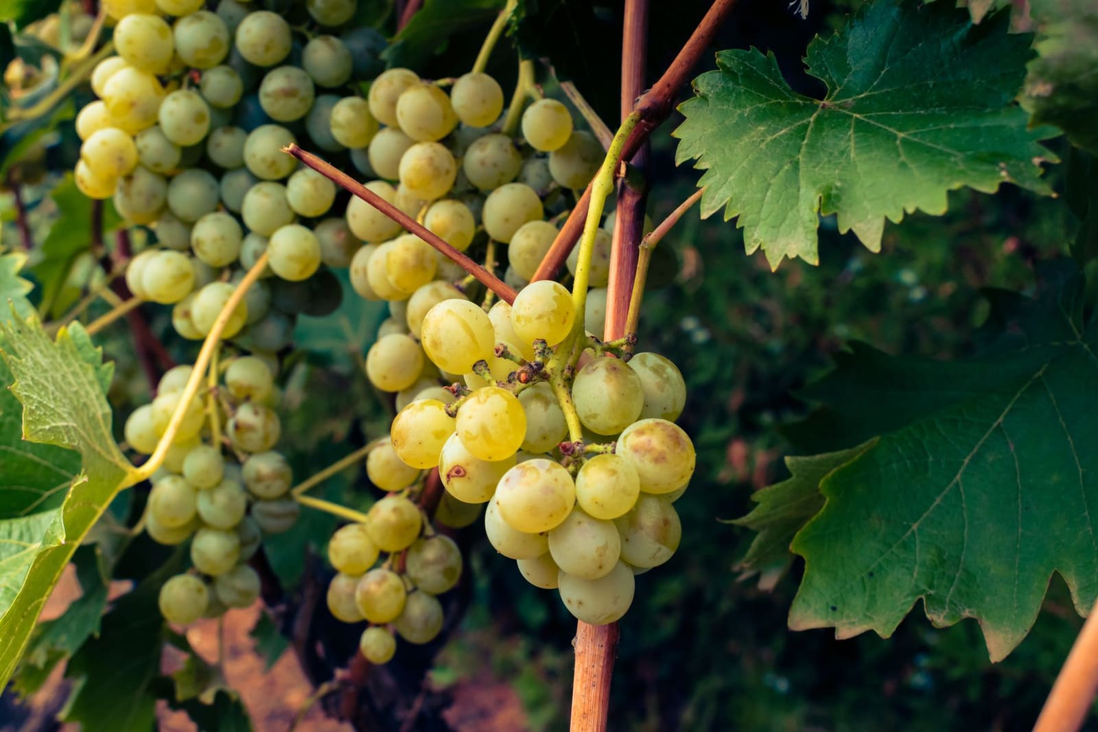 Rijpe chardonnaydruiven in een wijngaard met zon op de bladeren