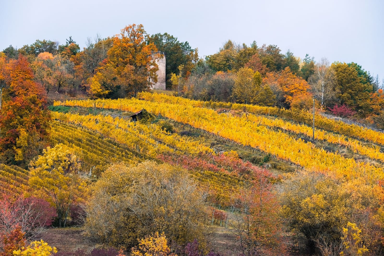 Herfstkleurige wijngaardrijen op een heuvel met een oude stenen toren tussen bomen.