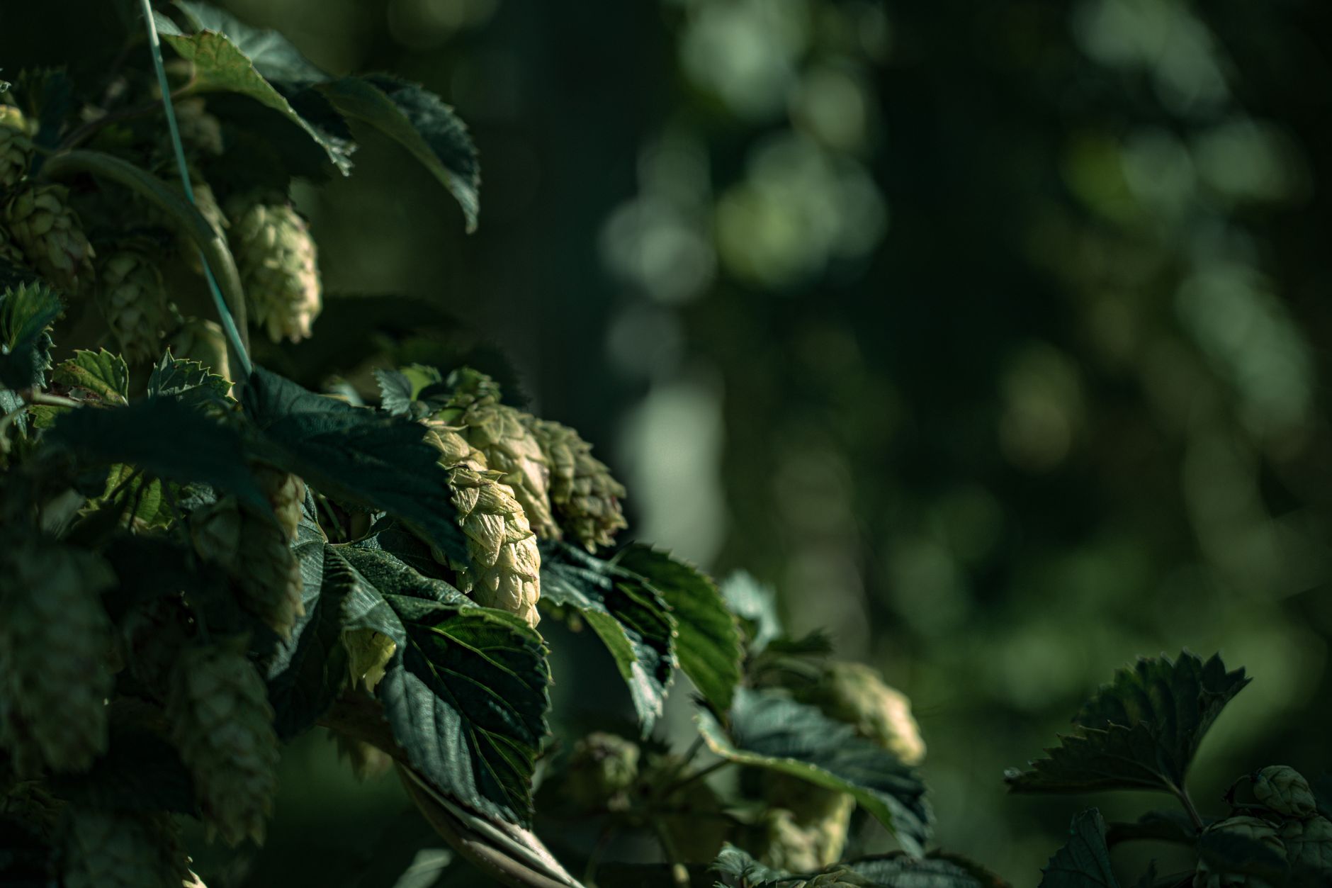 Rijen hopplanten in de Yakima Valley in Washington tijdens het oogstseizoen