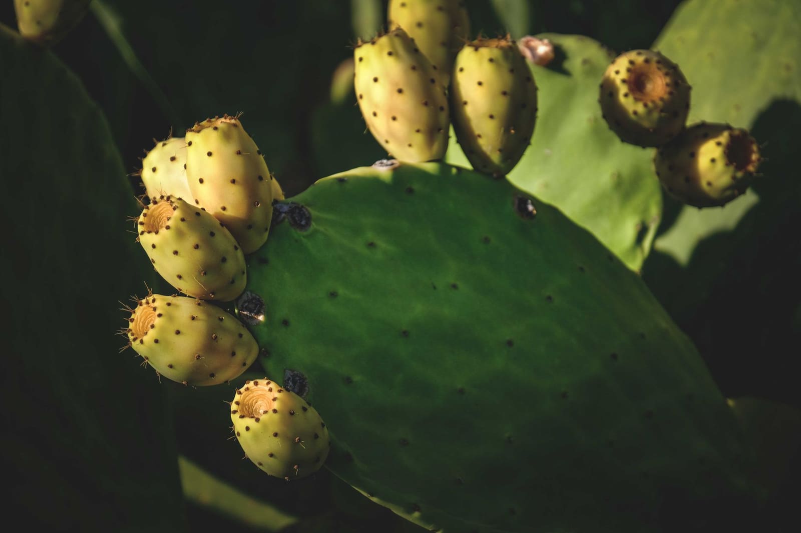 Cactusvijgen met roze schil naast elkaar