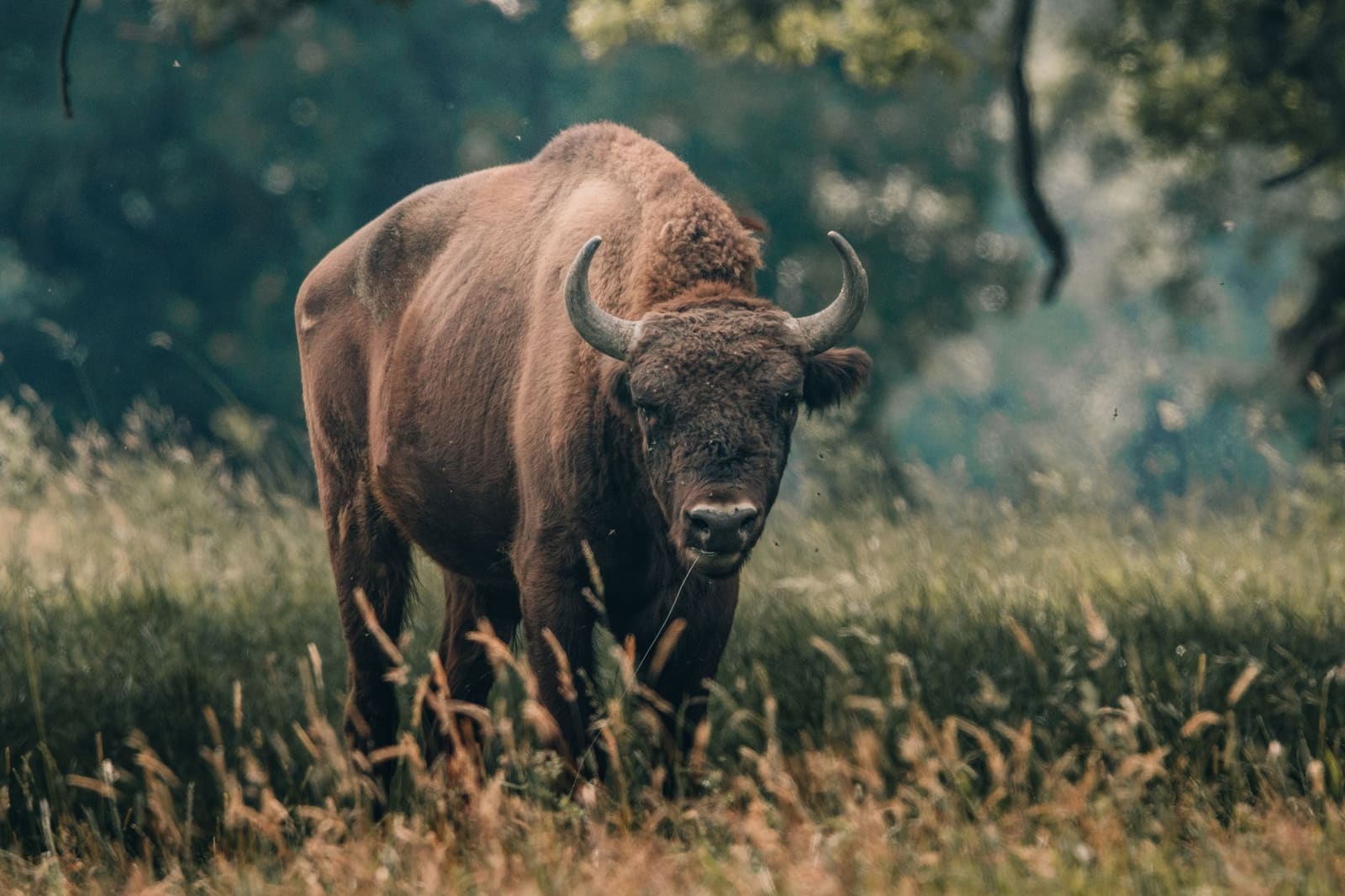 Europese bizon in een bos, het dier waar Żubrówka zijn naam aan dankt